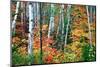 Birch Trees And Foliage, New Hampshire-George Oze-Mounted Photographic Print