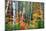 Birch Trees And Foliage, New Hampshire-George Oze-Mounted Photographic Print