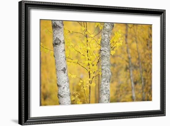 Birch Trees (Betula Verrucosa or Pubescens) Oulanka, Finland, September 2008-Widstrand-Framed Photographic Print