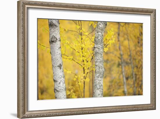 Birch Trees (Betula Verrucosa or Pubescens) Oulanka, Finland, September 2008-Widstrand-Framed Photographic Print