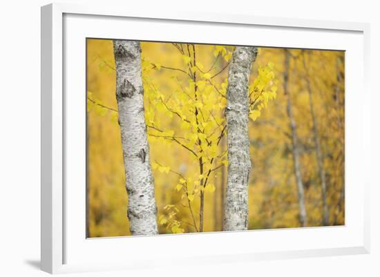 Birch Trees (Betula Verrucosa or Pubescens) Oulanka, Finland, September 2008-Widstrand-Framed Photographic Print