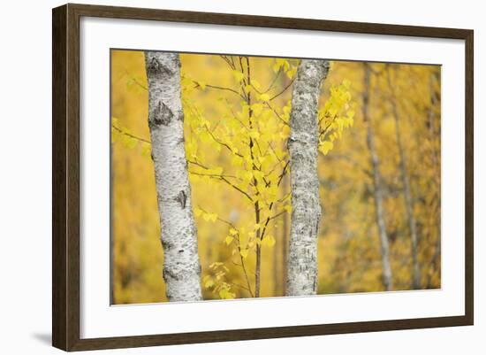 Birch Trees (Betula Verrucosa or Pubescens) Oulanka, Finland, September 2008-Widstrand-Framed Photographic Print