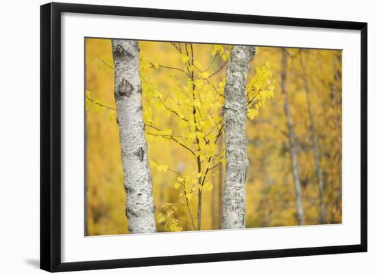 Birch Trees (Betula Verrucosa or Pubescens) Oulanka, Finland, September 2008-Widstrand-Framed Photographic Print