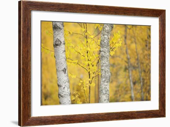 Birch Trees (Betula Verrucosa or Pubescens) Oulanka, Finland, September 2008-Widstrand-Framed Photographic Print