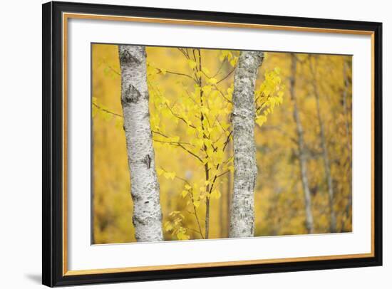 Birch Trees (Betula Verrucosa or Pubescens) Oulanka, Finland, September 2008-Widstrand-Framed Photographic Print