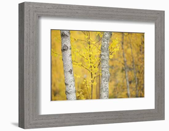 Birch Trees (Betula Verrucosa or Pubescens) Oulanka, Finland, September 2008-Widstrand-Framed Photographic Print