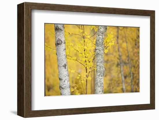 Birch Trees (Betula Verrucosa or Pubescens) Oulanka, Finland, September 2008-Widstrand-Framed Photographic Print