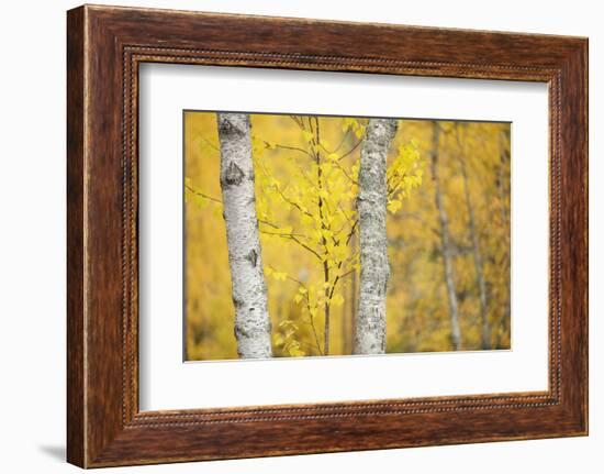 Birch Trees (Betula Verrucosa or Pubescens) Oulanka, Finland, September 2008-Widstrand-Framed Photographic Print