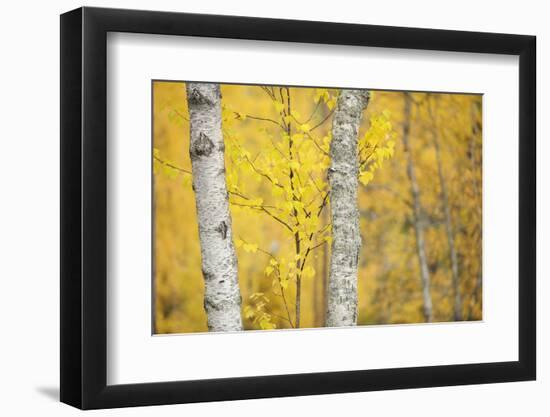 Birch Trees (Betula Verrucosa or Pubescens) Oulanka, Finland, September 2008-Widstrand-Framed Photographic Print