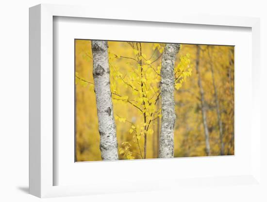 Birch Trees (Betula Verrucosa or Pubescens) Oulanka, Finland, September 2008-Widstrand-Framed Photographic Print