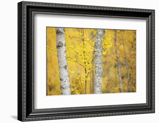 Birch Trees (Betula Verrucosa or Pubescens) Oulanka, Finland, September 2008-Widstrand-Framed Photographic Print