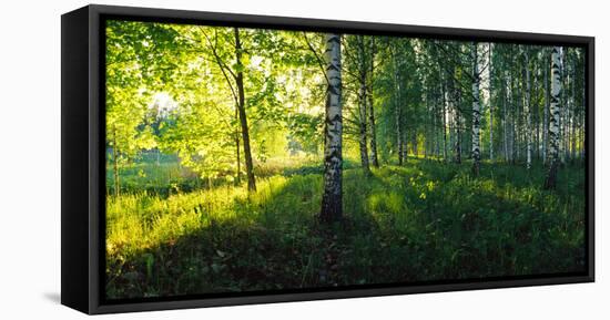 Birch trees by the Saimaa Canal, Lappeenranta, Finland-null-Framed Premier Image Canvas