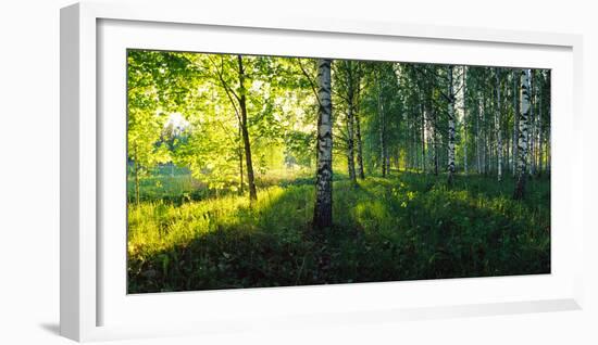 Birch trees by the Saimaa Canal, Lappeenranta, Finland-null-Framed Photographic Print