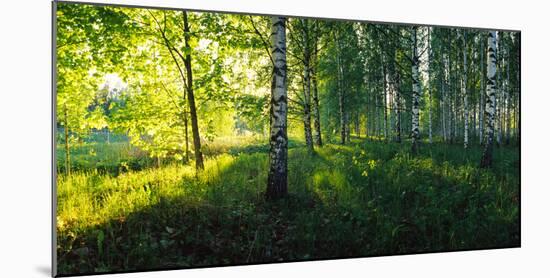 Birch trees by the Saimaa Canal, Lappeenranta, Finland-null-Mounted Photographic Print