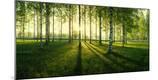 Photographic Print