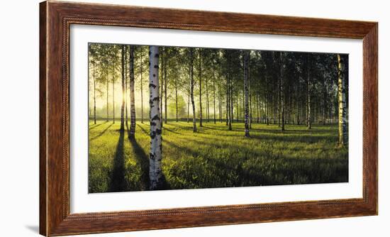 Birch trees by the Vuoksi River, Imatra, Finland-null-Framed Photographic Print