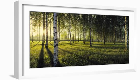 Birch trees by the Vuoksi River, Imatra, Finland-null-Framed Photographic Print