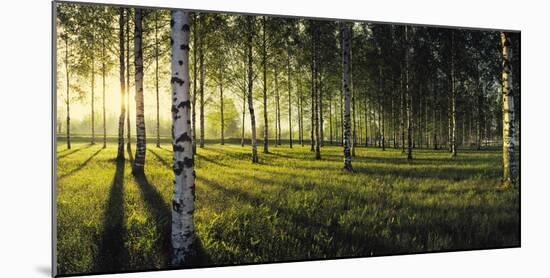 Birch trees by the Vuoksi River, Imatra, Finland-null-Mounted Photographic Print