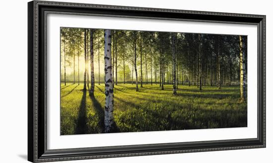 Birch trees by the Vuoksi River, Imatra, Finland-null-Framed Photographic Print