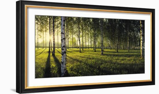 Birch trees by the Vuoksi River, Imatra, Finland-null-Framed Photographic Print