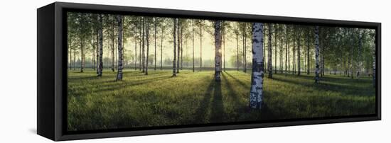 Birch trees by the Vuoksi River, Imatra, Finland-null-Framed Stretched Canvas