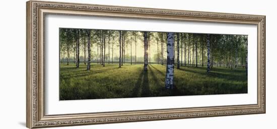 Birch trees by the Vuoksi River, Imatra, Finland-null-Framed Photographic Print