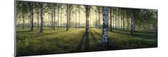 Photographic Print