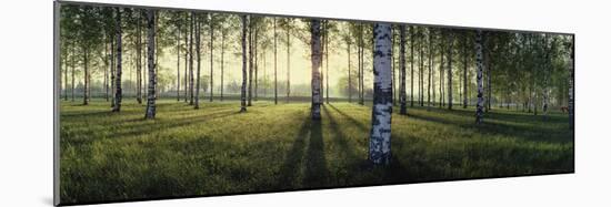 Birch trees by the Vuoksi River, Imatra, Finland-null-Mounted Photographic Print