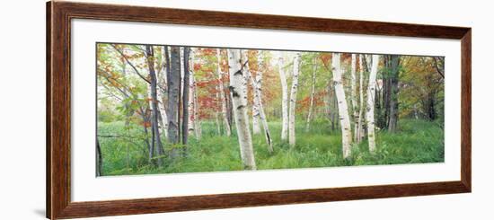 Birch Trees in a Forest, Acadia National Park, Hancock County, Maine, USA-null-Framed Photographic Print