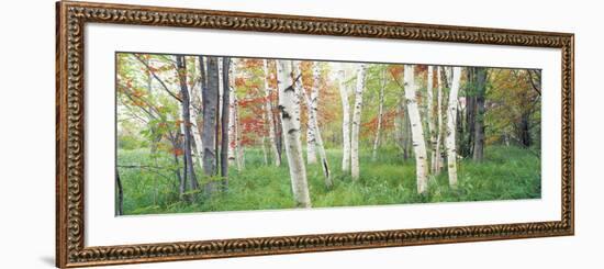 Birch Trees in a Forest, Acadia National Park, Hancock County, Maine, USA-null-Framed Photographic Print