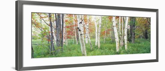 Birch Trees in a Forest, Acadia National Park, Hancock County, Maine, USA-null-Framed Photographic Print