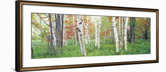 Birch Trees in a Forest, Acadia National Park, Hancock County, Maine, USA-null-Framed Photographic Print