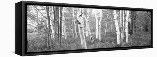 Birch Trees in a Forest, Acadia National Park, Hancock County, Maine, USA-null-Framed Stretched Canvas