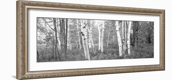 Birch Trees in a Forest, Acadia National Park, Hancock County, Maine, USA-null-Framed Photographic Print