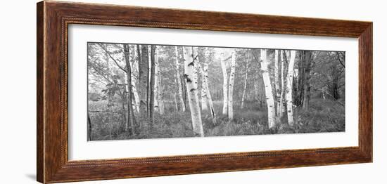 Birch Trees in a Forest, Acadia National Park, Hancock County, Maine, USA-null-Framed Photographic Print