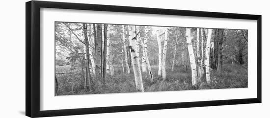 Birch Trees in a Forest, Acadia National Park, Hancock County, Maine, USA-null-Framed Photographic Print