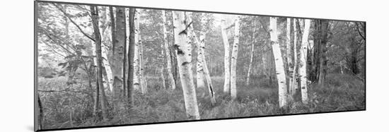 Birch Trees in a Forest, Acadia National Park, Hancock County, Maine, USA-null-Mounted Photographic Print