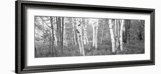 Birch Trees in a Forest, Acadia National Park, Hancock County, Maine, USA-null-Framed Photographic Print