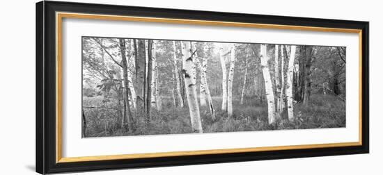 Birch Trees in a Forest, Acadia National Park, Hancock County, Maine, USA-null-Framed Photographic Print