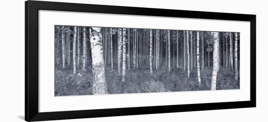 Birch Trees in a Forest, Finland-null-Framed Photographic Print