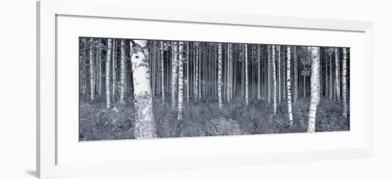 Birch Trees in a Forest, Finland-null-Framed Photographic Print