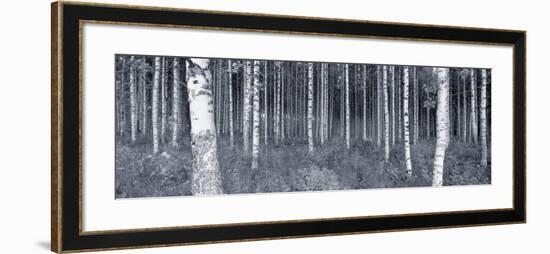 Birch Trees in a Forest, Finland-null-Framed Photographic Print