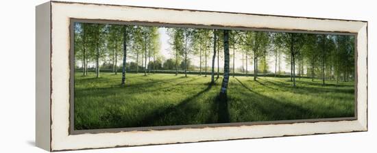 Birch Trees in a Forest, Imatra, South Karelia, Southern Finland, Finland-null-Framed Premier Image Canvas