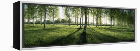 Birch Trees in a Forest, Imatra, South Karelia, Southern Finland, Finland-null-Framed Premier Image Canvas