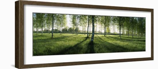 Birch Trees in a Forest, Imatra, South Karelia, Southern Finland, Finland-null-Framed Photographic Print