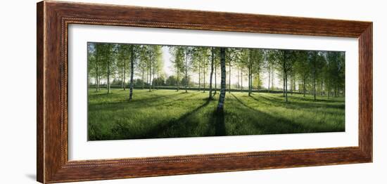 Birch Trees in a Forest, Imatra, South Karelia, Southern Finland, Finland-null-Framed Photographic Print