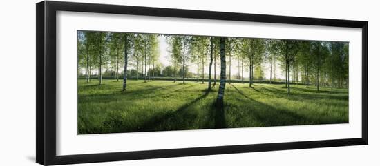 Birch Trees in a Forest, Imatra, South Karelia, Southern Finland, Finland-null-Framed Photographic Print