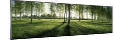 Photographic Print