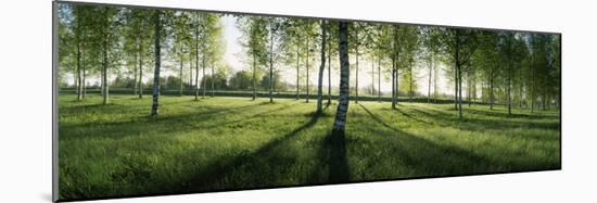 Birch Trees in a Forest, Imatra, South Karelia, Southern Finland, Finland-null-Mounted Photographic Print