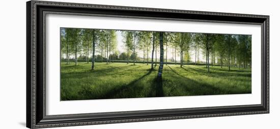 Birch Trees in a Forest, Imatra, South Karelia, Southern Finland, Finland-null-Framed Photographic Print